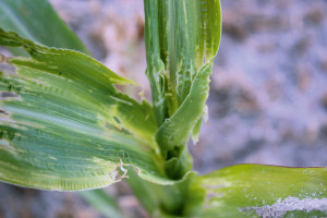 Ploniarka w kukurydzy bez możliwości chemicznego zwalczania
