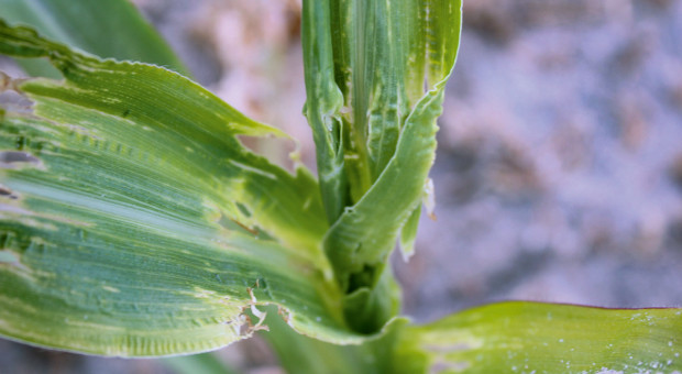 Ploniarka w kukurydzy bez możliwości chemicznego zwalczania