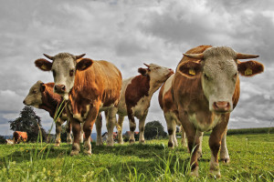 Mity dotyczące hodowli zwierząt, a paradoksy strategii „Od pola do stołu”