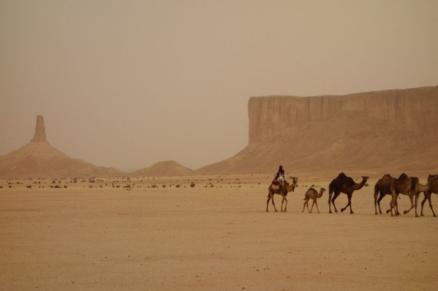 Saudowie maja ambitne plany zalesiania pustyni, Foto: Pixabay/hoganj Arabia Saudyjska zasadzi na pustyni 10 mld drzew, by walczyć z emisją CO2