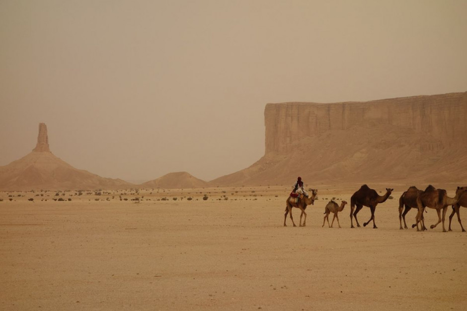 Saudowie maja ambitne plany zalesiania pustyni, Foto: Pixabay/hoganj