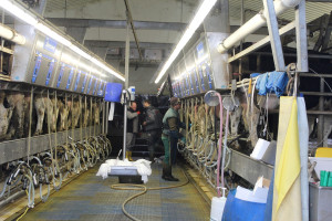 Debata na NWwR: Zielony Ład wobec wysokich kosztów produkcji mleka