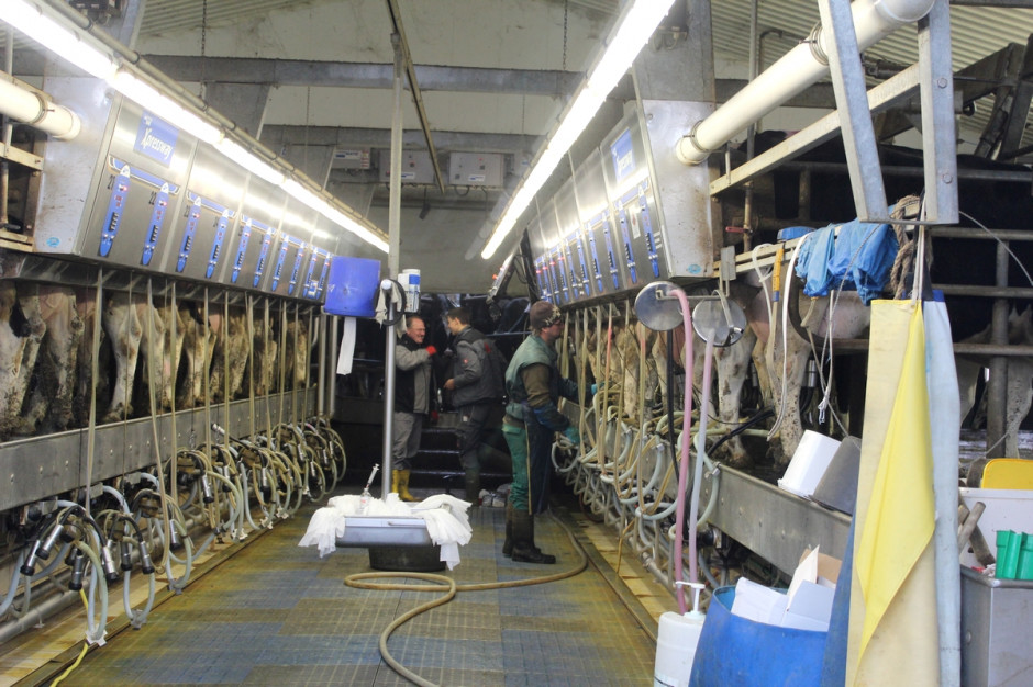 W gospodarstwach mleczarskich coraz trudniej o zatrudnienie pracowników zewnętrznych, fot. Ł.Ch.