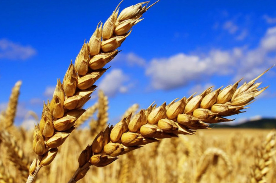 Nowa prognoza APK-Inform: Produkcja pszenicy  w Rosji ma wynieść 80,3 mln ton (+1 proc. do poprzedniej prognozy, -7 proc. do sezonu 2020/21); Fot. pixabay.com