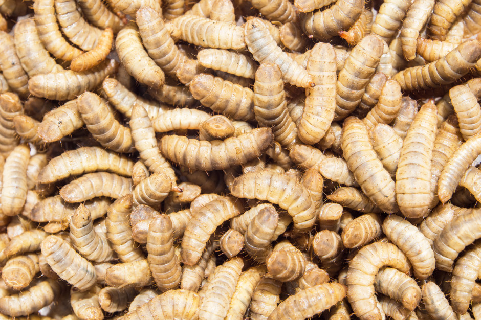 Mimo wielu zalet, paszowe wykorzystanie białka owadziego ma również ograniczenia, Fot. Shutterstock.com
