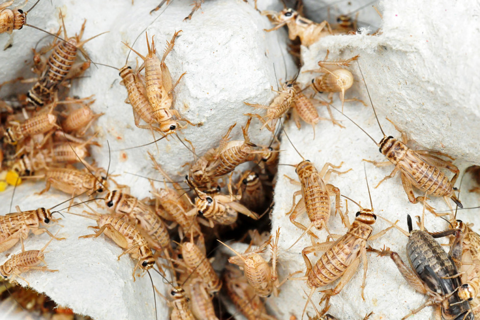 W ostatnich latach pojawia się silny trend do wprowadzania niektórych gatunków owadów do diety zarówno zwierzęcej, jak i ludzkiej, fot. Shutterstock