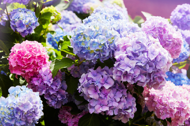 Hortensje na rynku hurtowym w Broniszach kosztują od 35 do 70 zł za doniczkę, fot. Shutterstock Bronisze: na Wielkanoc najchętniej kupowane są hortensje