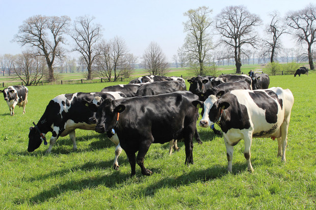 Rolniku - pamiętaj o rejestrze wypasu krów mlecznych