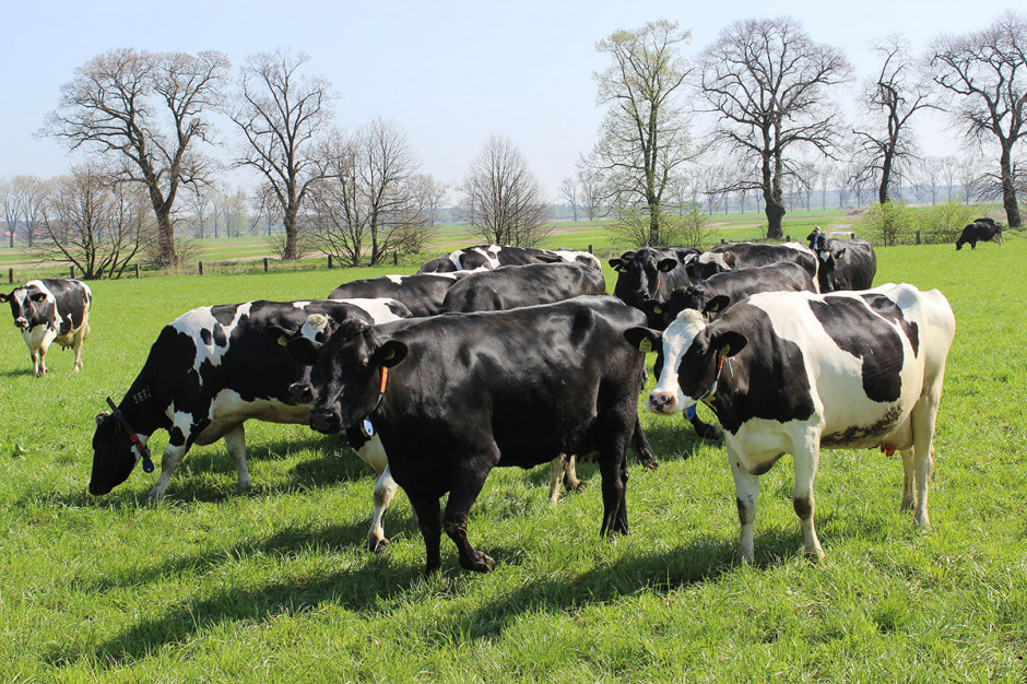 Największym udziałem w krajowym pogłowiu bydła w 2020 r. charakteryzowały się województwa: mazowieckie – 18,5% (w 2010 r. – 18,4%), wielkopolskie – 17,4% (w 2010 r. – 14,7%) i podlaskiefot. ŁCh, farmer.pl