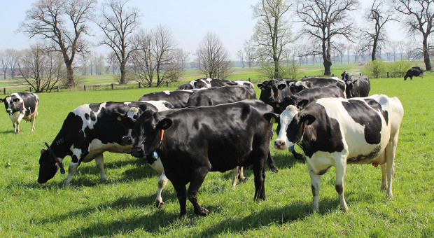 Rolniku - pamiętaj o rejestrze wypasu krów mlecznych