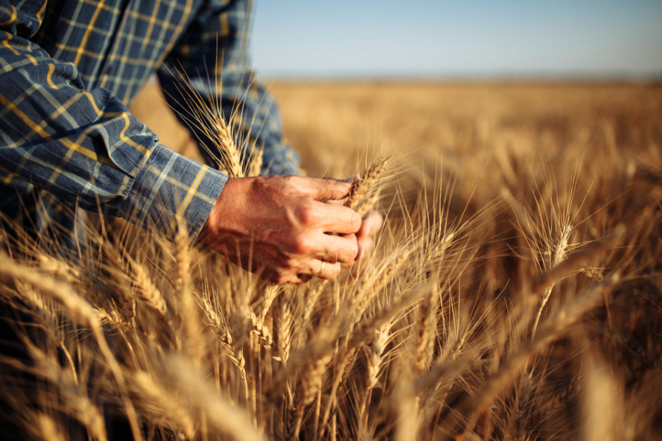 Czy kolejna aukcja na pszenicę na Giełdowym Rynku Rolnym zakończy się sukcesem?, fot. schutterstock