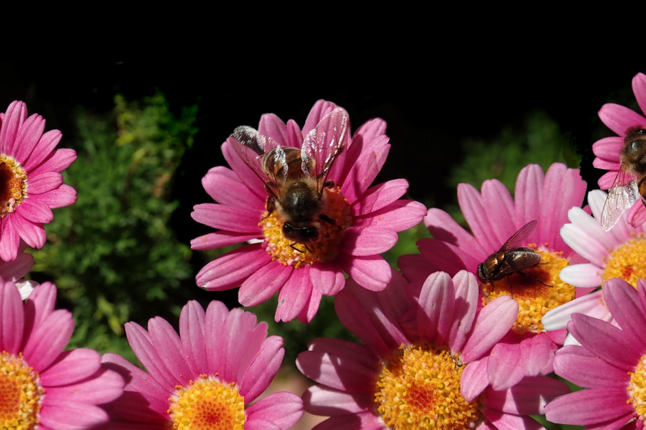 Podpowiadamy w 4 prostych krokach, jak stworzyć ogród przyjazny pszczołom, fot. Beverly Buckley Pixabay