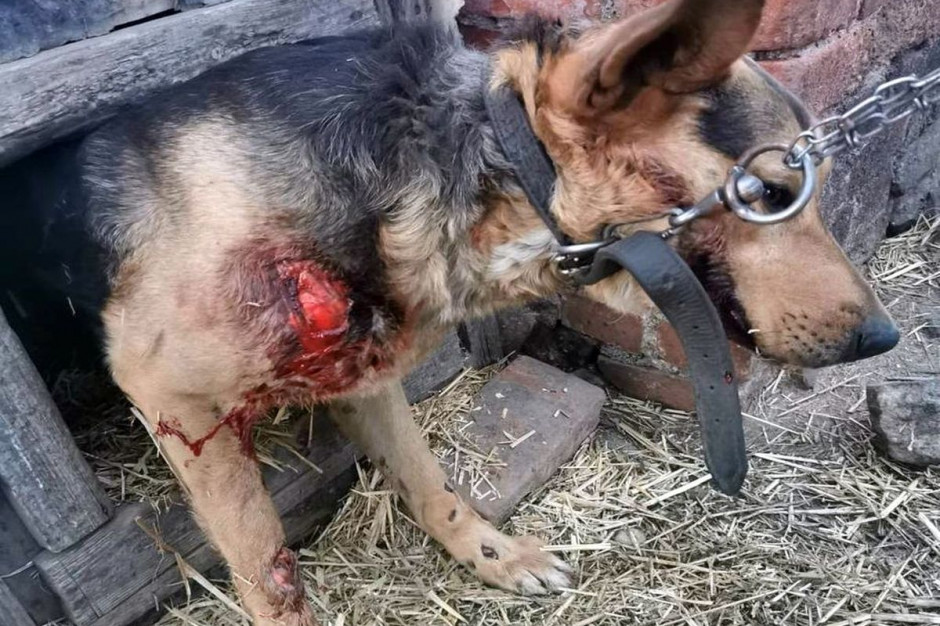 Ranny pies trafił pod opiekę weterynarza, fot. Schronisko Świdnica