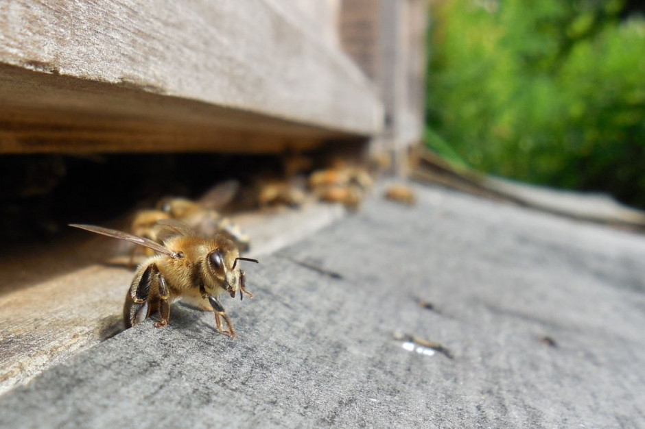70-letni pszczelarz oszacował straty na 9 tys. zł, zdjęcie ilustracyjne: Pixabay