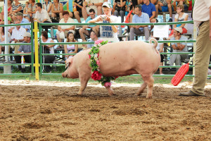 Pogłowie świń hodowlanych z roku na rok spada. Ta tendencja jest bardzo niepokojąca, fot I.Dyba