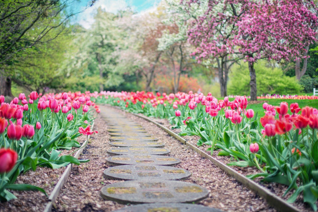 Holandia. Słynny park kwiatowy Keukenhof otwarty dla publiczności