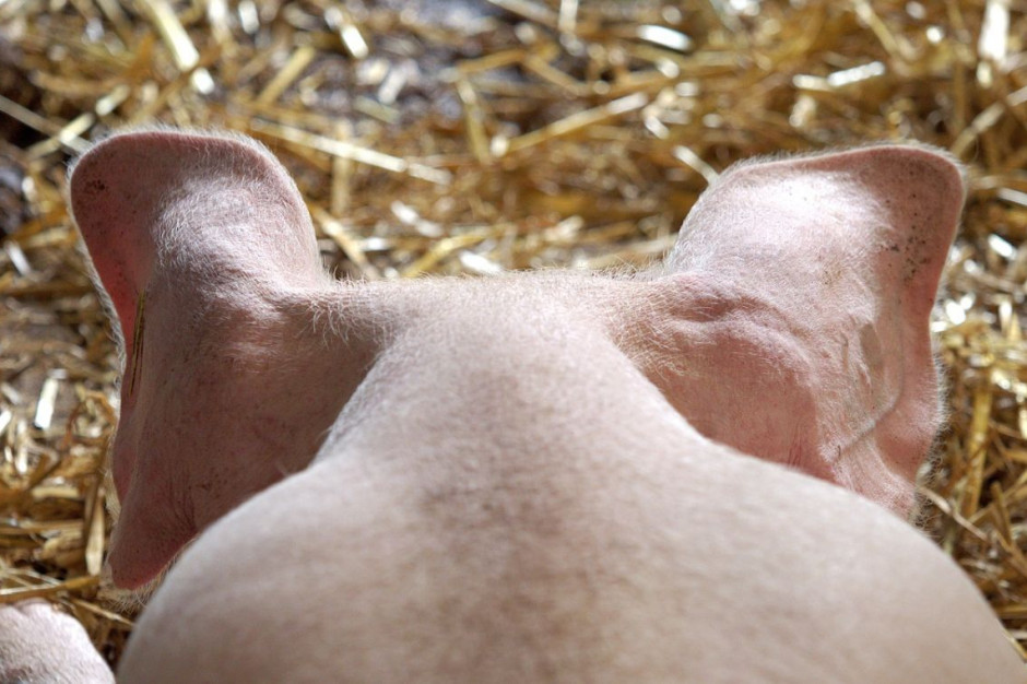 Pożar niemieckiej fermy świń stał się powodem publicznej nagonki na producentów trzody, Foto: Pixabay