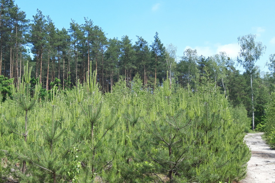 Ukazało się ogłoszenie Prezes ARiMR o możliwości ubiegania się o wsparcie na inwestycje zwiększające odporność ekosystemów leśnych, fot. A. Kozłowska