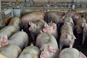 Ukraina: Duży spadek importu wieprzowiny