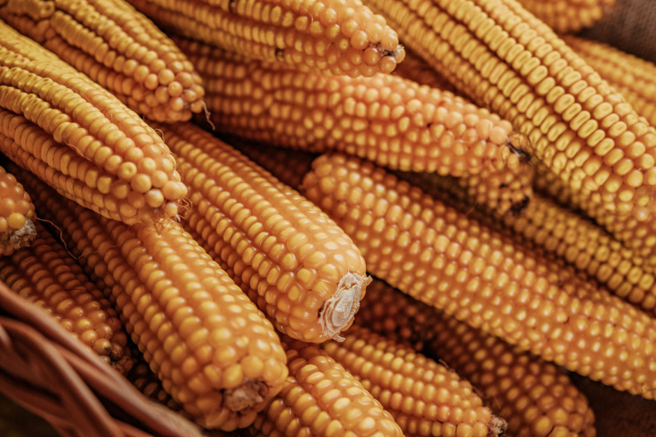 Warto spożywać produkty na bazie ziarna kukurydzy , fot. Pixabay
