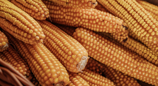 Warto spożywać produkty na bazie ziarna kukurydzy