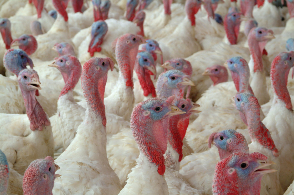 Ptasia grypa atakuje kolejne kurniki, sytuacja jest trudna do opanowania. fot. Shutterstock
