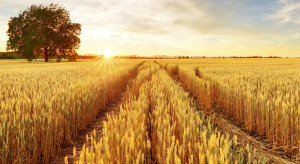 Mocny wzrost ceny pszenicy na paryskiej giełdzie