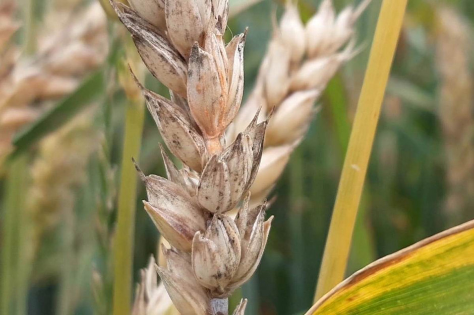 Ziarno zbóż, pochodzące z porażonych fuzariozami kłosów, jest poważnym źródłem infekcji dla nowych zasiewów; Fot. A. Kobus