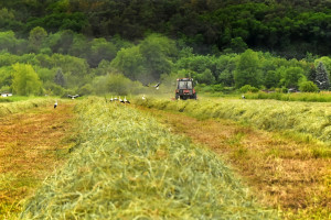Ziejewski: Polskie rolnictwo jest już teraz dość ekologiczne