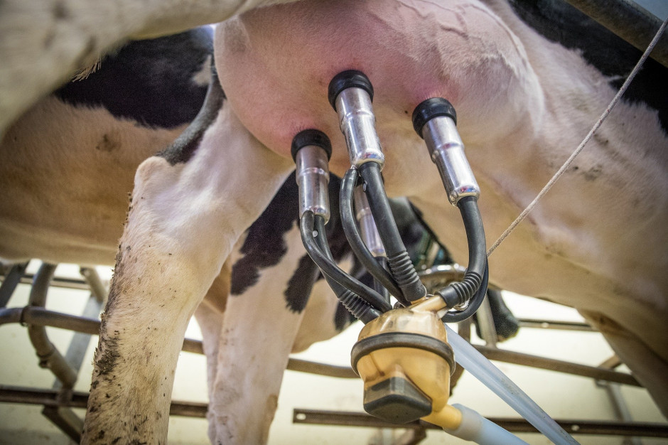 Dopiero pod koniec roku można spodziewać się wyższych cen mleka dla rolników, fot. pixabay
