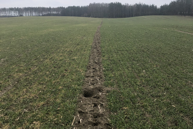 Pszenżyto ozime, taki sam termin siewu. Po lewej odmiana z widocznymi ujemnymi skutkami przezimowania, po prawej plantacja nieuszkodzona / Dawid Chwirot, Ekspert Agro VH Polska