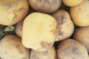 Olejek pomarańczowy przeciwko kiełkowaniu bulw ziemniaka