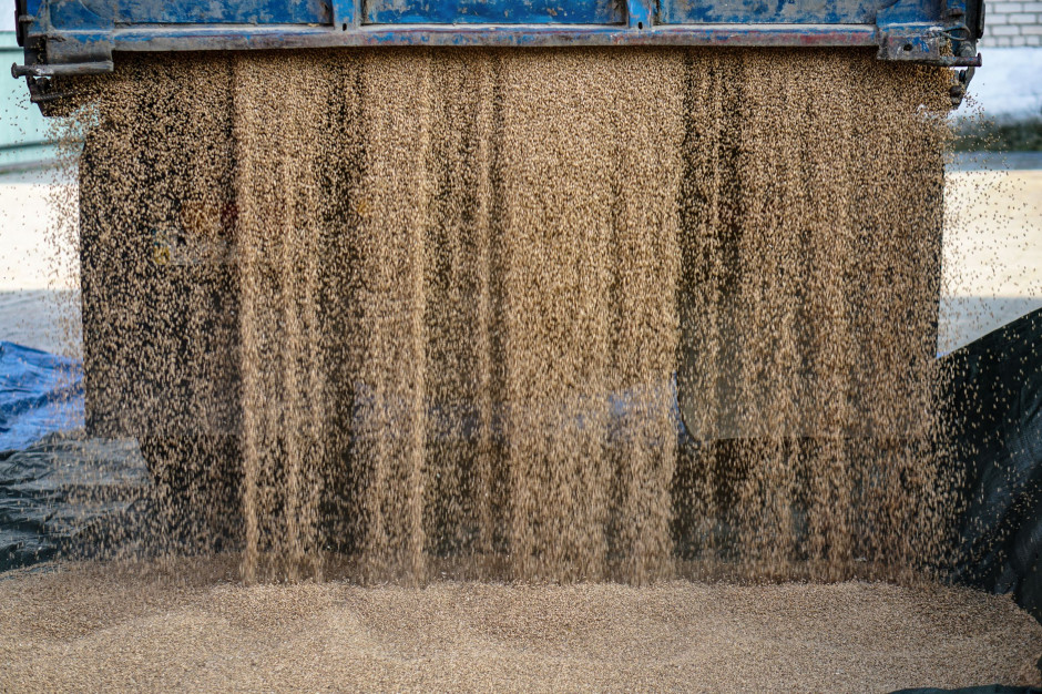 Agreste: Produkcja pszenicy zwyczajnej we Francji  1 lipca szacowana była na około 37,10 mln ton; Fot.Shutterstock