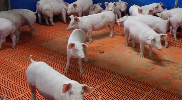 Odstępstwo od badań laboratoryjnych świń w kierunku ASF