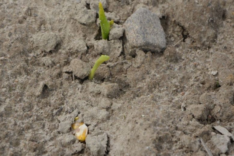 W roku 2020 siew kukurydzy rozpoczął sie w pierwszej dekadzie kwietnia, fot. M. Tyszka