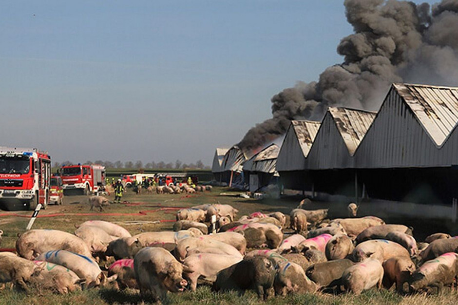 W pożarze fermy w Alt Tellin spłonęło ponad 55 tys. zwierząt, Foto: Tierschutzbund