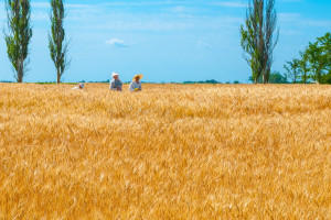 Ukraina: Eksperci spodziewają się, że produkcja rolna ponownie wzrośnie