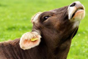 Kiedy utrzymanie krowy w „Dobrostanie” kosztuje 10 tysięcy za dobę?