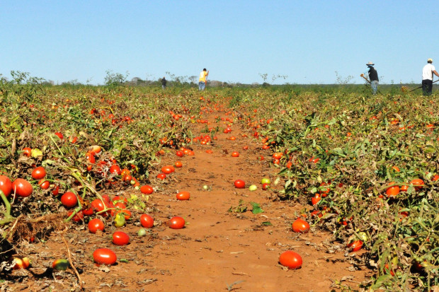 Rosja: Brakuje zagranicznych sezonowych pracowników w rolnictwie