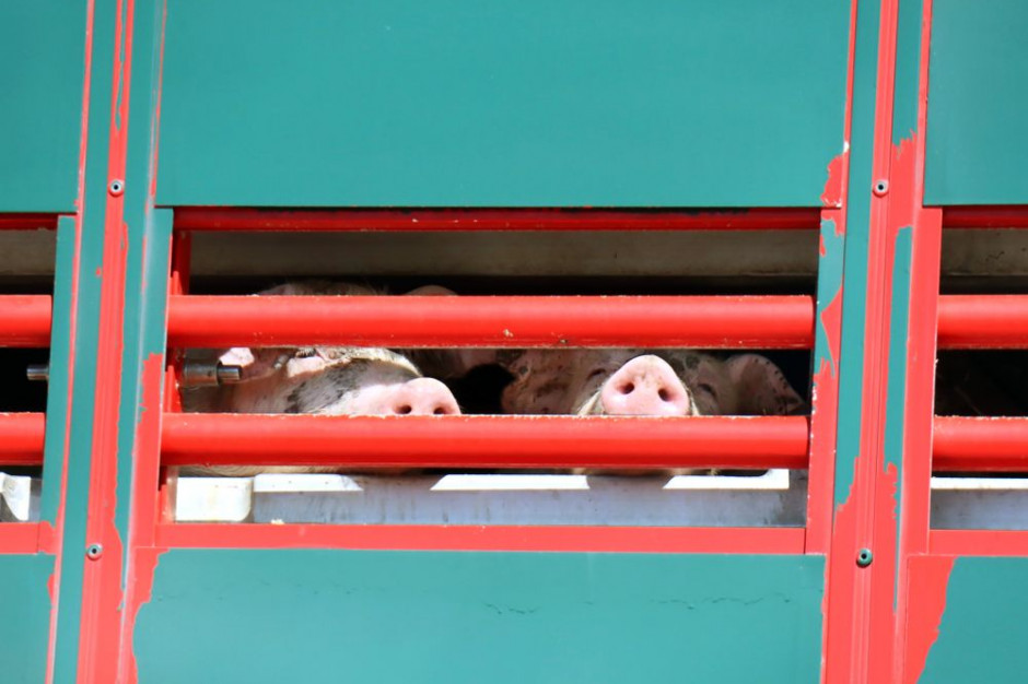 Zmiany w przemieszczaniu świń ze stref ASF mogą wywołać paraliż  branży trzody chlewnej, jak i przetwórców. Fot. Shutterstock