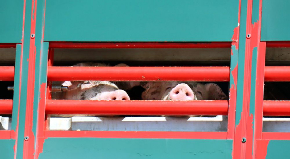 Otwarte Klatki zablokują transport zwierząt?