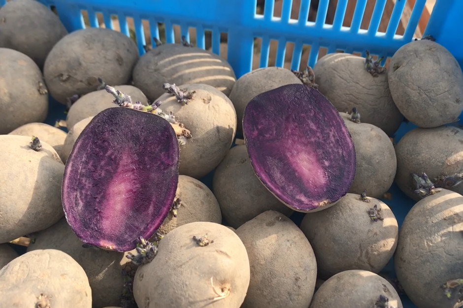 Czy konsumenci docenią smak fioletowych ziemniaków?, fot. YT Podlaskie24