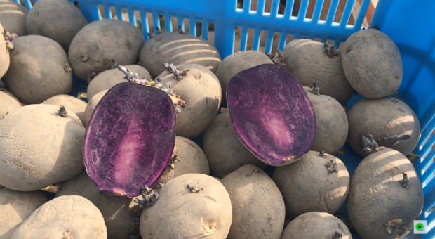 Na Podlasiu sadzą fioletowe ziemniaki