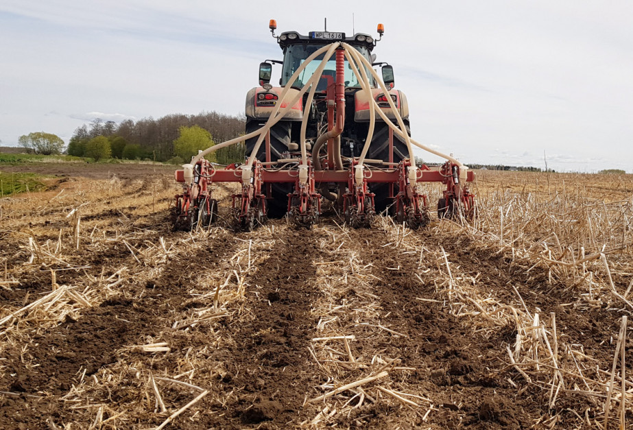 Przy siewie kukurydzy rolnik stosuje dwuprzejazdową technologię uprawy pasowej. W czasie uprawy za łapą jest wysiewany mocznik