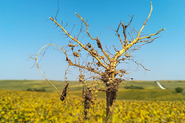 Nie od dziś wiadomo, że rośliny bobowate mają zdolność do tworzenia symbiozy z bakteriami Rhizobium, zwanymi również brodawkowymi Bakterie brodawkowe a mikroelementowe nawozy nasienne