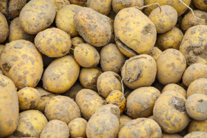 Odczyn gleby a choroby skórki ziemniaka