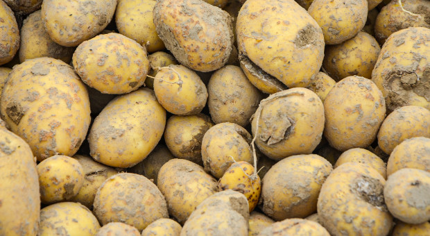Odczyn gleby a choroby skórki ziemniaka