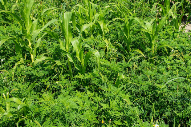 Ambrozja bylicolistna wchodzi na pola kukurydzy