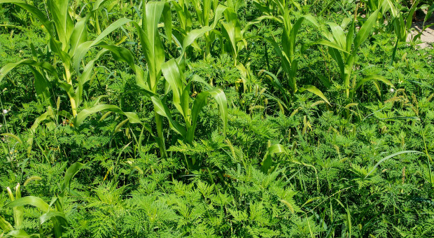 Ambrozja bylicolistna wchodzi na pola kukurydzy