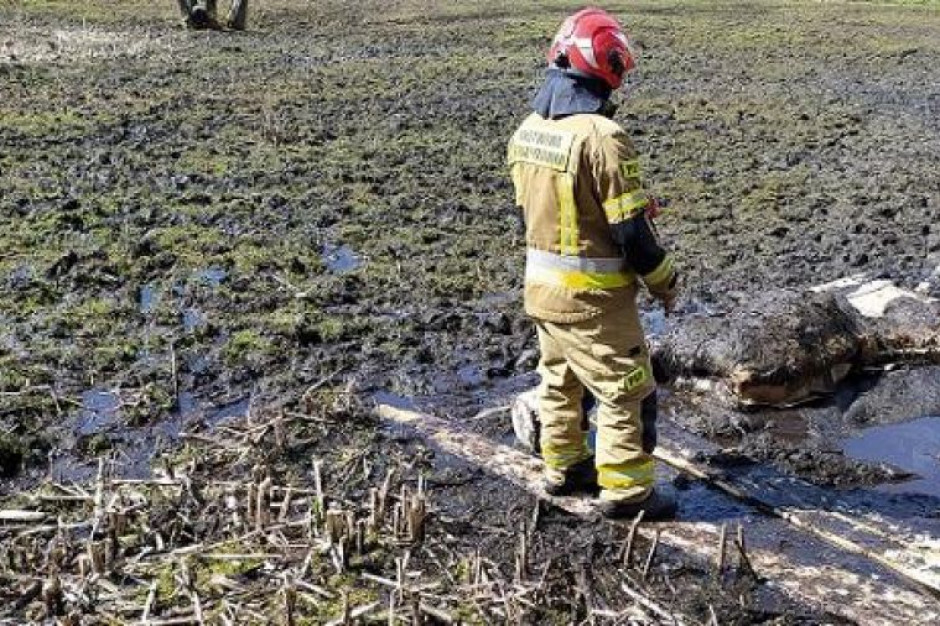 Koń utknął w grzęsawisku; fot. Komenda Powiatowa Państwowej Straży Pożarnej w Sulęcinie